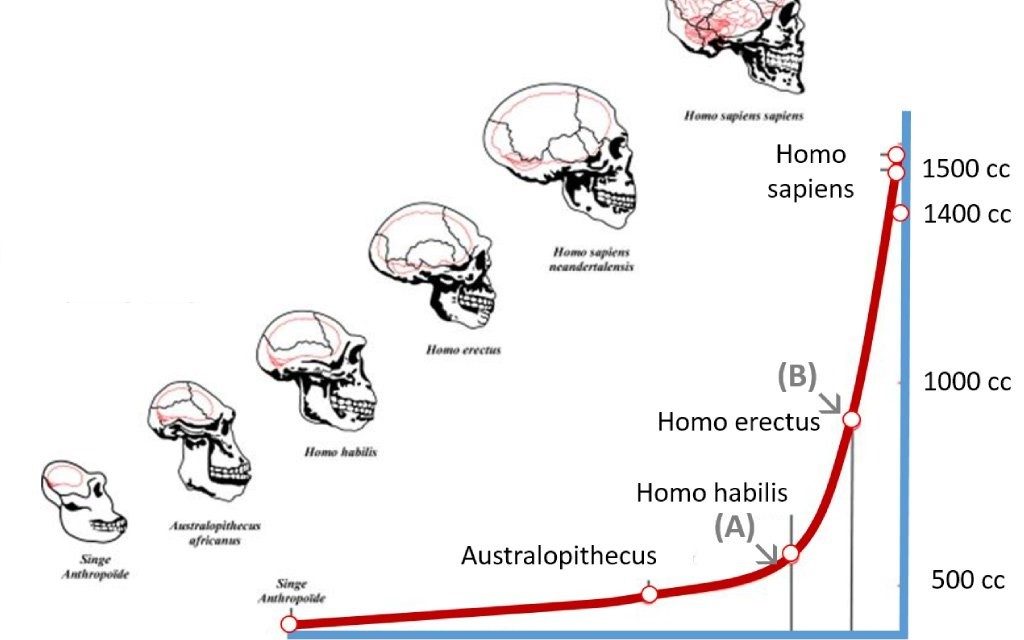 Еволюционното развитие на човешкия мозък