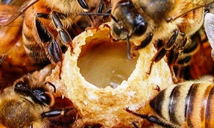 Одобрена е първата в света ваксина за пчели