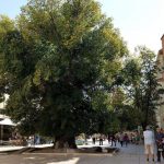 Легендата за възкръсналия бряст