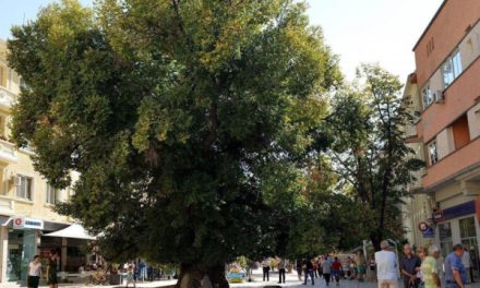 Легендата за възкръсналия бряст