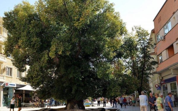 Легендата за възкръсналия бряст