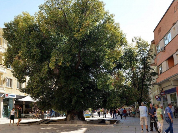 Легендата за възкръсналия бряст